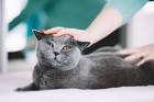 Is British Shorthair breed hypoallergenic? What ...