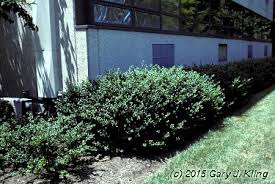 Other common names japanese holly 'convexa'. Ilex Crenata Convexa Habit Uiplants
