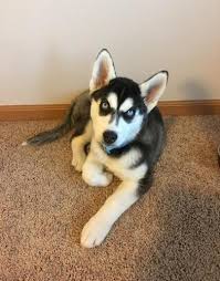 Very friendly raised indoors around small childre…. Siberian Husky Puppy For Sale Adoption Rescue For Sale In Iowa City Iowa Classified Americanlisted Com