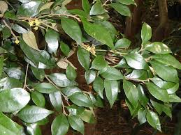 Image result for Trichocladus ellipticus