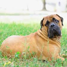 Oddities in the bullmastiff breed show up from time to time due to recessive genes. Bullmastiff Breed Information Characteristics Heath Problems Dogzone Com