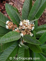 Image result for Eriobotrya