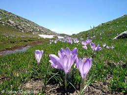 Spring Crocus Encyclopedia Of Life