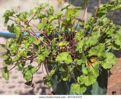 Image result for Pelargonium grossularioides