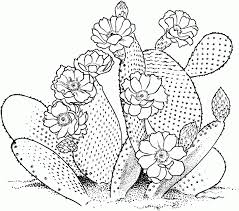 Best of all they are free! Succulent Coloring Pages Coloring Rocks