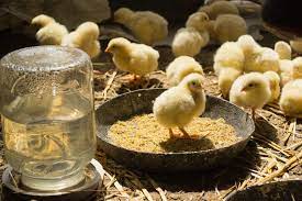 Chick Care On Day One | Freedom Ranger Hatcheries