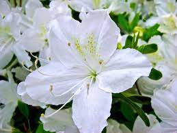 Check spelling or type a new query. White Garden Design How To Create A White Colored Garden