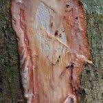 Image result for Trilepisium madagascariense