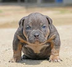 Blue Legacy Pits Bully Blue Pitbull Puppies For Sale Tri Color Pitbulls For Sale Xxl Extreme P Pitbull Puppies Pitbull Terrier Pitbull Puppies For Sale