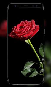 Check spelling or type a new query. Rose Wallpapers For Android Apk Download