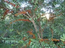 Image result for Halleria lucida