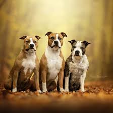 creed of chaos amstaff kennel austria home facebook