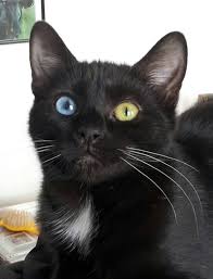 Black Baby Kittens With Green Eyes Blue And Green Eyed Black Kitten Cat Care Pretty Cats Cat Breeds