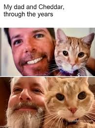 Rescued tabby cat named Cannoli Ono