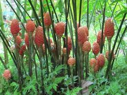 Beehive Ginger Care Learn How To Grow Beehive Ginger Ginger Plant Ginger Plant Flower Beehive Ginger