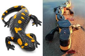Ridsect is a repellant that keeps lizards from clinging onto your wall surface. Robot Design Goes Back To Nature Wsj