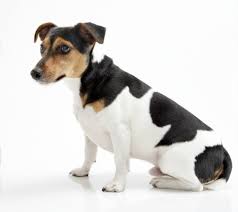 Jack russell terrier weight varies between 13 and 17 pounds. Jack Russell Colours And Coat Types Pets4homes