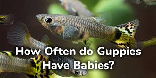 Keep the temperature consistent by installing a aquarium heater if you haven't done so yet. How Often Do Guppies Have Babies