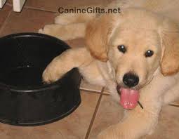 Maybe you would like to learn more about one of these? Pin On Dog Training Near Me