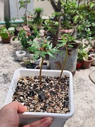 Image result for Erythrophysa