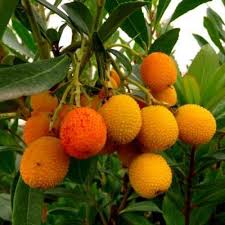 Epingle Sur Jardin