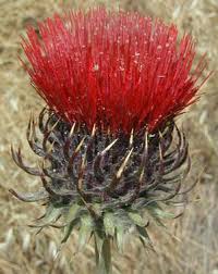 We did not find results for: Venus Thistle Cirsium Occidentale Var Venustum