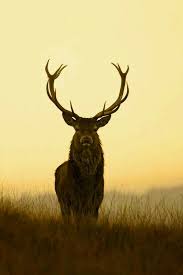 Pin By Mustafa Cevik On Hayvanlar Sanatsal Fil Geyik Kurt Tilki Animals Art Elephant Deer Wolf Fox Deer Photography Deer Wallpaper Deer Photos