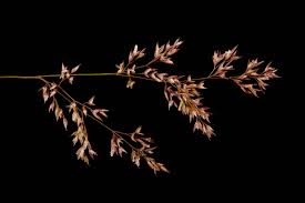 Image result for Agrostis continuata