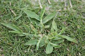Image result for Paspalum