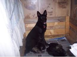 German shepherd puppies for sale. German Shepherd Puppies For Sale
