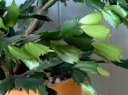 Propagating a christmas cactus isn't hard to do, but it may take some trial and error. Best Indoor House Plants The Happy Houseplanter