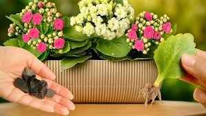 Image result for Kalanchoe laciniata