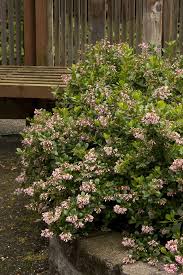 Image result for Escallonia