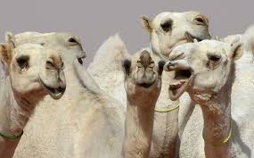 The ministry of sport's cup, the saudi arabian olympic committee cup, and the saudi camel racing federation cup. Saudi Arabia Camel Beauty Contest Reinforces National Pride