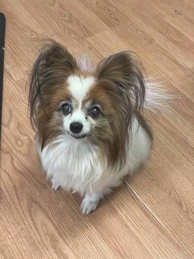 All about the Butterfly dog
