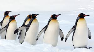 Hand shows middle finger through paper. 90 Of King Penguin Population Mysteriously Disappeared