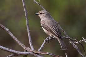 Image result for Neuracanthus africanus