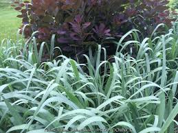 Image result for Panicum infestum
