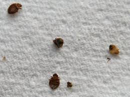 Desi credinta din popor spune ca plosnita de pat ne imbolnaveste, aceasta afirmatie este partial corecta. Solutie Plosnite Omoara Plosnite Elimina Plosnite Scapa Plosnite Blog Pestcontrol Expert