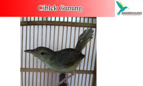 Suara Ciblek Gunung Mp3 Tembakan Ngebren Panjang Gacor Dor