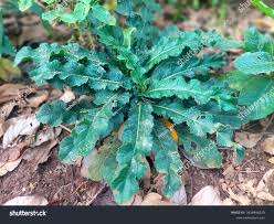 Image result for Elephantopus scaber