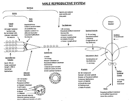 Human male anatomy diagram top electrical wiring diagram. Duke Histology Male Reproductive System