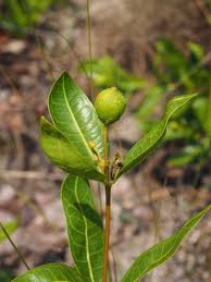 Image result for Landolphia eminiana