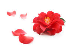 The Benefits of Camellia Seed Oil – Krī Skincare