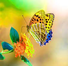 High quality butterfly images hd for whatsapp profile. Best Different Whatsapp Dp Wallpaper Hd Download Beautiful Butterflies Butterfly Pictures Most Beautiful Butterfly