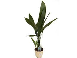Image result for Kořenokvětka Aspidistra