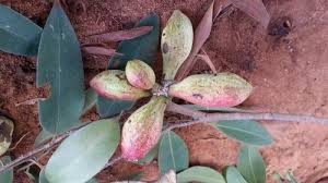 Image result for Xylopia lukei