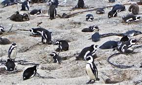 Kaap die goeie hoop, dutch: African Penguins Thrive On Cape Of Good Hope Live Science