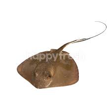 Penyediaan bahan bahan untuk asam. Beli Stingray Ikan Pari Dari Tmc Bangsar Happyfresh