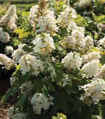 Image result for Hydrangea quercifolia